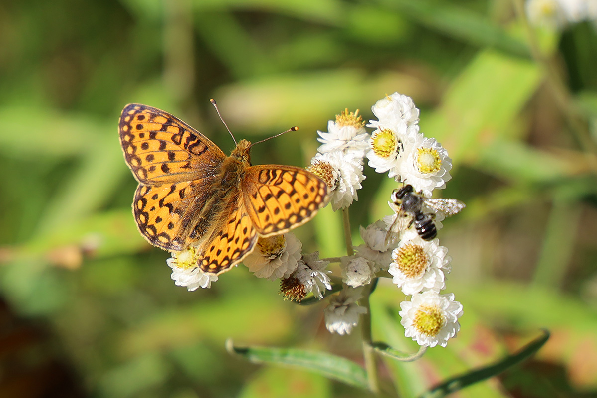 Speyeria mormonia